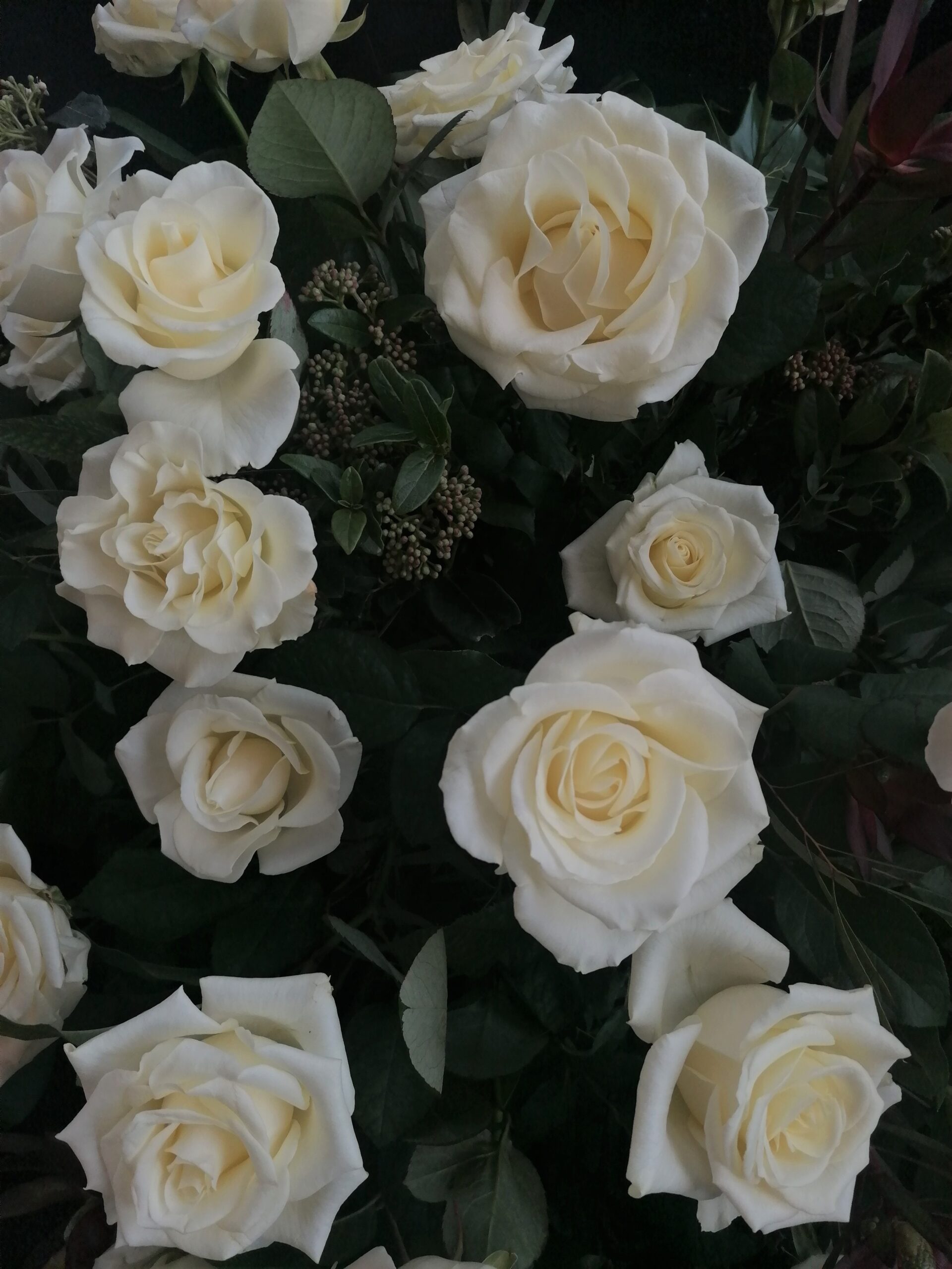 Przełamanie kolorystyczne bieli stanowi leukadendron - towarzysz róż oraz duża ilość zieleni.