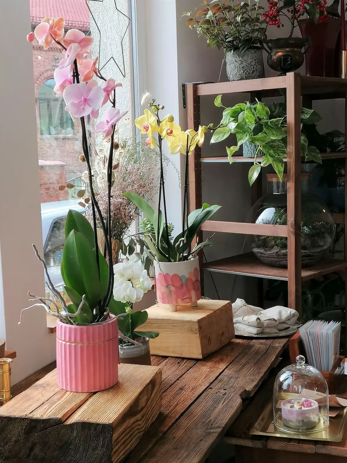 Indoor plants - blog